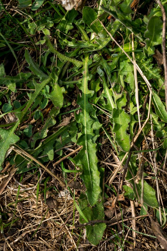 Asteracea a fiore giallo- Leontodon sp.